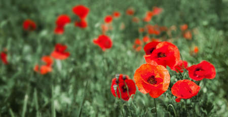 Wild field full of blooming poppies with red petals. Spring background with floral motifsの写真素材