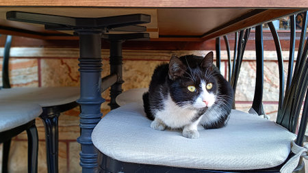 Homeless stray cat sits on a chair in a cafeの写真素材