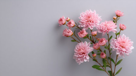 This image features a stunning arrangement of pink chrysanthemums against a soft gray background, ideal for floral design inspiration and decor projects.の素材