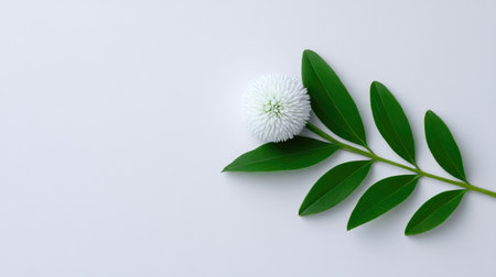 A stunning white flower with a unique spherical shape is elegantly positioned alongside vibrant green leaves on a gentle background, embodying beauty and serenity.の素材