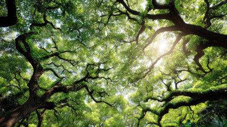 Experience a serene view of a lush green canopy, where sunlight beautifully filters through the vibrant leaves and intertwining branches of majestic trees.の素材