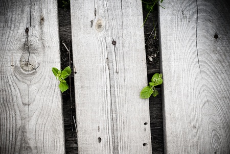 Two young sprouts growing from under the wooden boards の写真素材