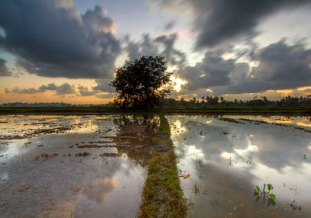 Long Exposure Sunrise tree at Terengganu. Soft Focus, Motion Blur due to Long Exposure Shot.の写真素材