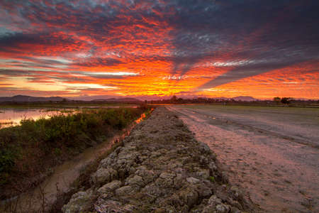 Water canal by the paddy field during beautiful sunset. Composition of natureの写真素材
