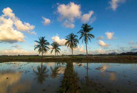 Palm trees against blue skyの写真素材