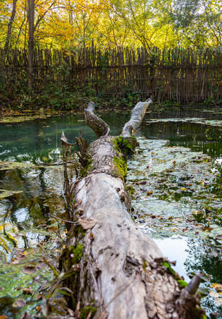 a log that fell into the water of a pond in autumn in a parkの写真素材