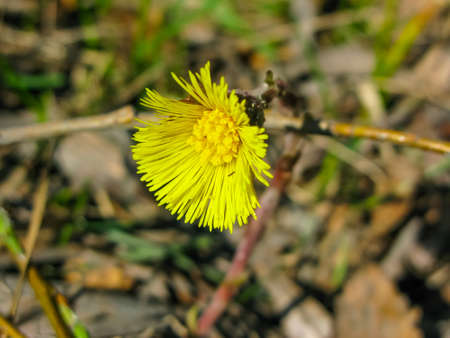 yellow daisy flower in spring forestの写真素材
