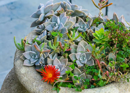 flower bed with various cacti, red flower and grassの写真素材