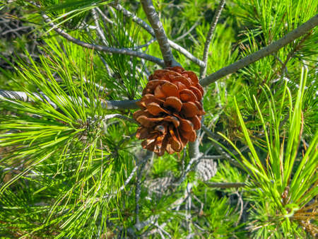 pine cone on the background of green pine needlesの写真素材
