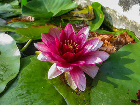 purple water lily flower in the pond in the Loire, Franceの写真素材