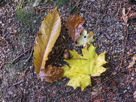 brown grass strewn with colorful autumn leaves in the Loire, Franceの写真素材