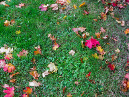green grass strewn with colorful autumn leaves in the Loire, Franceの写真素材