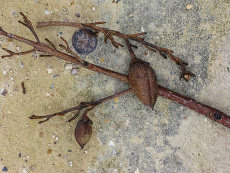 still life of twigs and nuts on ground in Paris, Franceの写真素材
