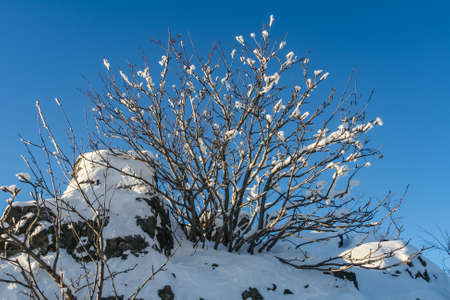 bush in the snow on the mountainの写真素材