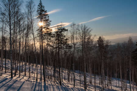 trees on a hillside in winter at sunsetの写真素材