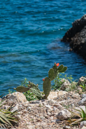 blooming katus on the rocky seashoreの写真素材