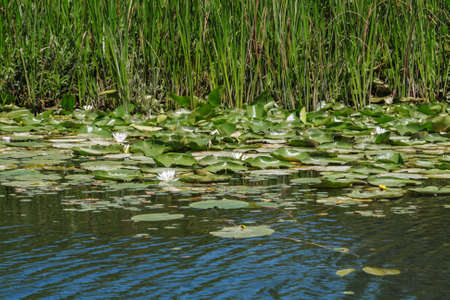 lotuses and reeds on the lake Skadar in Montenegroの写真素材