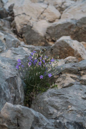 blue flowers bells among the stones on the mountainsideの写真素材