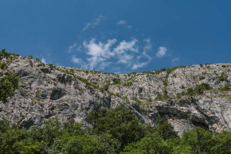 stone rock with forest growing at the footの写真素材