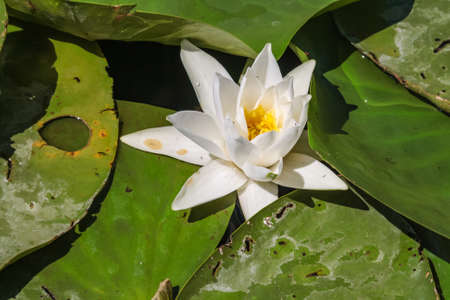 white lotus flower and leaves on the lake of skadar in montenegroの写真素材