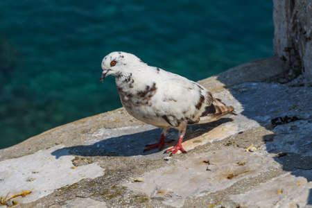 White pigeon standing on stone wall of fortress in Dubrovnik. Croatiaの写真素材