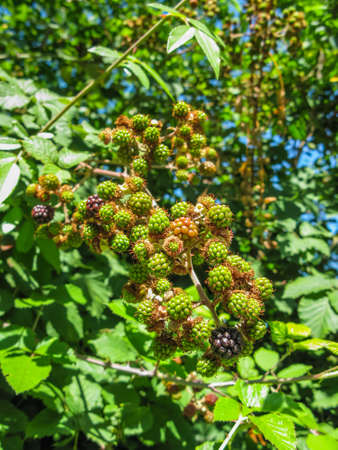 Ripe and unripe blackberries on the bush with selective focus. Bunch of wild berries in a forestの写真素材