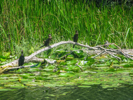 Black Cormorants  is one of the most important attractions of Lake Skadar National Park.の写真素材