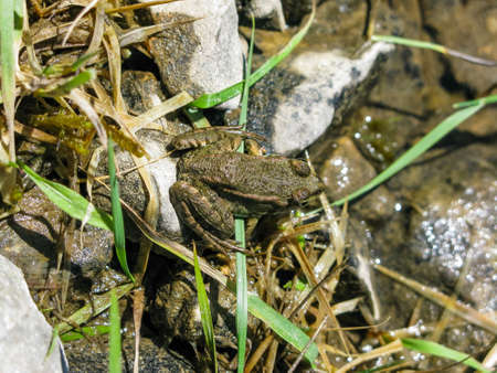 common frog on stones and grassの写真素材