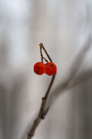 red rowan berries on a branch in the forest in winterの写真素材