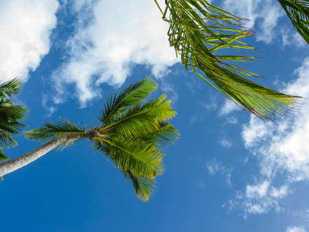 wind and palm trees on the Catalonia Bavaro beach in the Dominican Republicの写真素材
