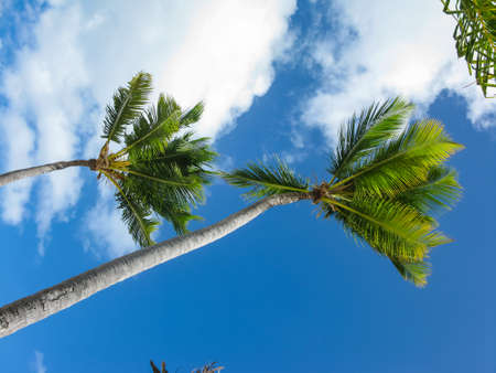 wind and palm trees on the Catalonia Bavaro beach in the Dominican Republicの写真素材