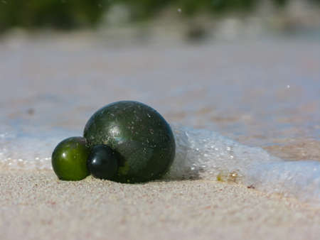 strange green unknown object cast ashore by the oceanの写真素材