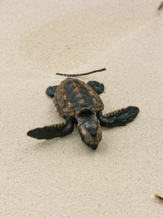 very young sea turtle cub taken out by the ocean on a sandy beachの写真素材