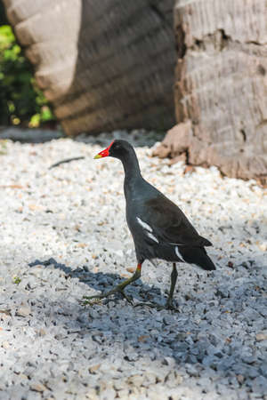 The common gallinule (Gallinula galeata) is a bird in the family Rallidaeの写真素材