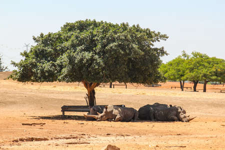 rhinos resting in the shade of a tree in israelの写真素材