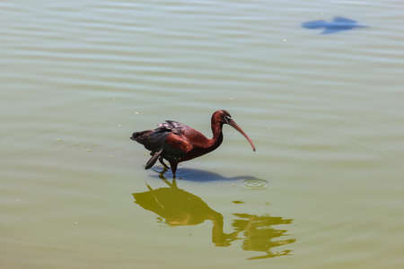 red glossy ibis standing in water in israelの写真素材