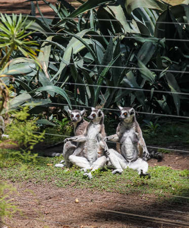 The fossa is a cat-like, carnivorous mammal endemic to Madagascarの写真素材