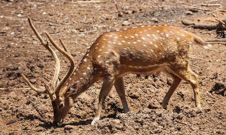 antelope grazes free in Israelの写真素材