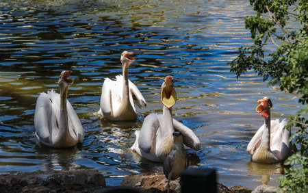 hungry pelicans ask for fish in Israelの写真素材