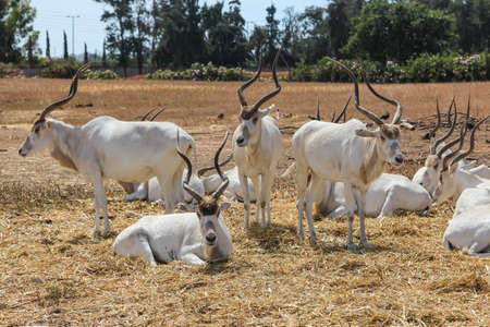 antelope grazes free in Israelの写真素材