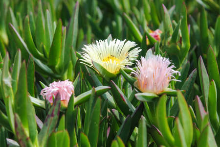 white daisies on the summer fieldの写真素材