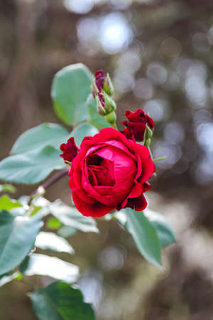 bright red rose and a few buds in Israelの写真素材