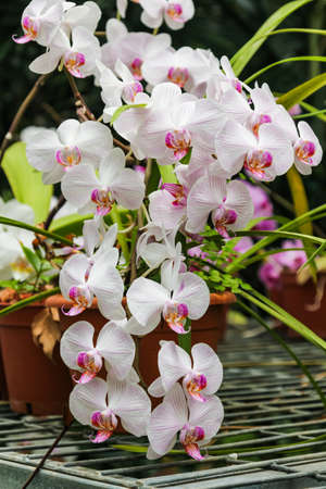 delicate white pink orchid in Israelの写真素材