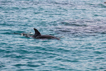 dolphin frolicking in the blue sea in israelの写真素材