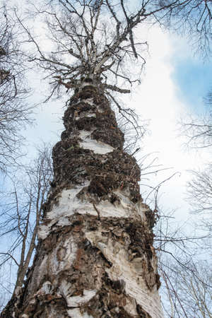 old birch against the sky in the natural park Olenyi brooks in the Sverdlovsk regionの写真素材