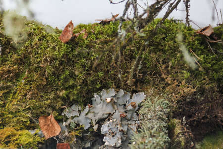 green and white moss in the natural park Olenyi brooks in the Sverdlovsk regionの写真素材