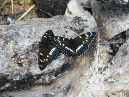 beautiful butterflies on stones in the natural park Olenyi brooks in the Sverdlovsk regionの写真素材