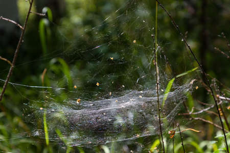 thick cobweb stretched between branches in a forest in the sverdlovsk regionの写真素材