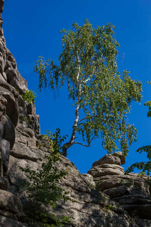 trees growing on stones on rocks seven brothers in the sverdlovsk regionの写真素材
