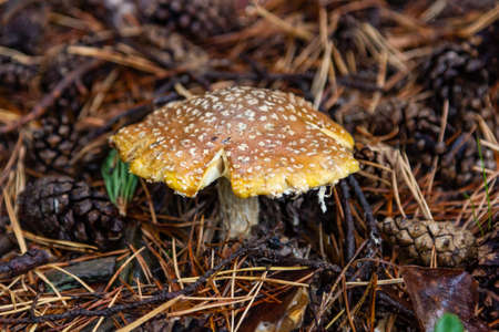 Amanita among pine needles and pine cones in the forest near the Talc quarry stone in Sverdlovsk regionの写真素材